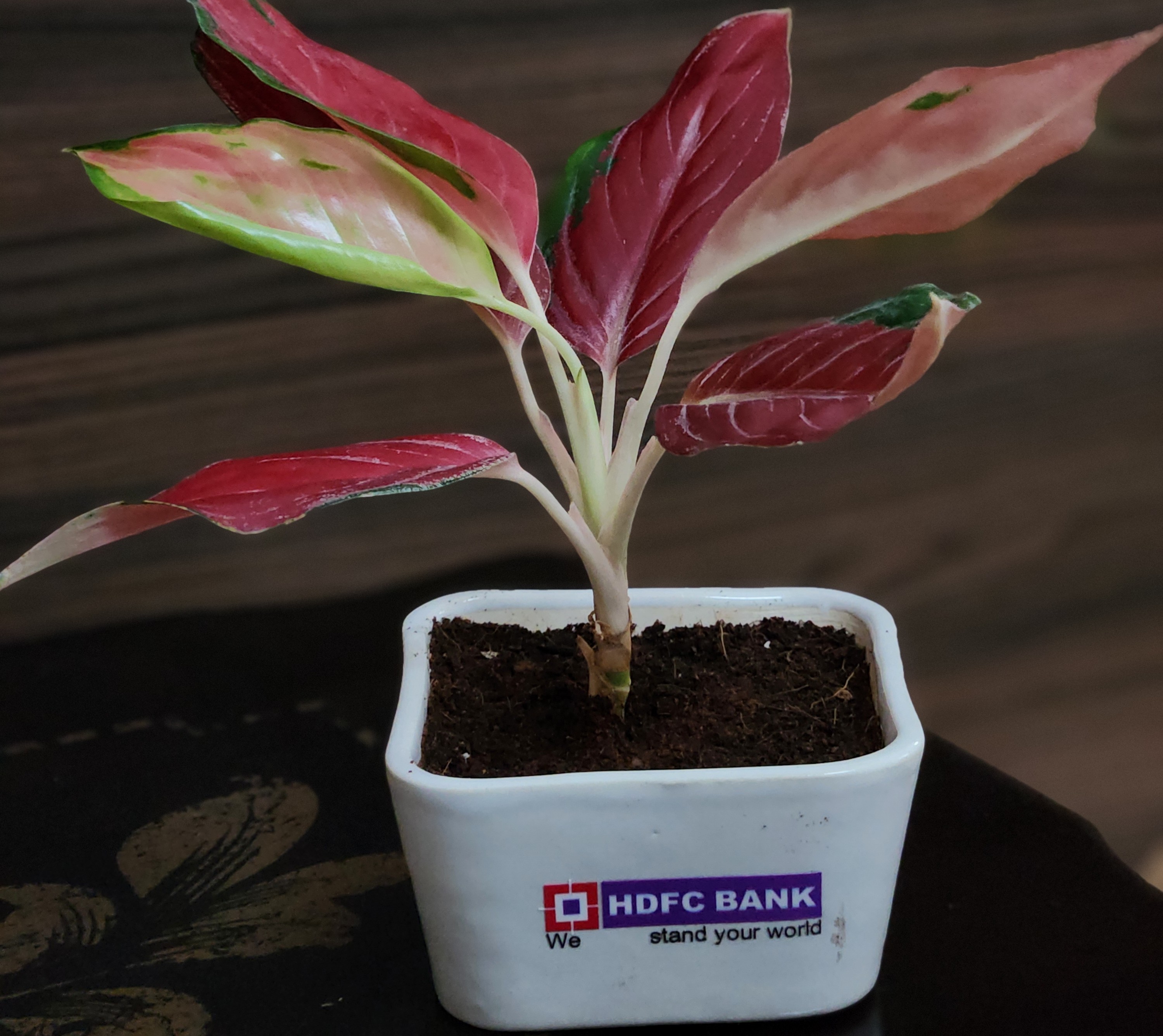 Sapling Selections