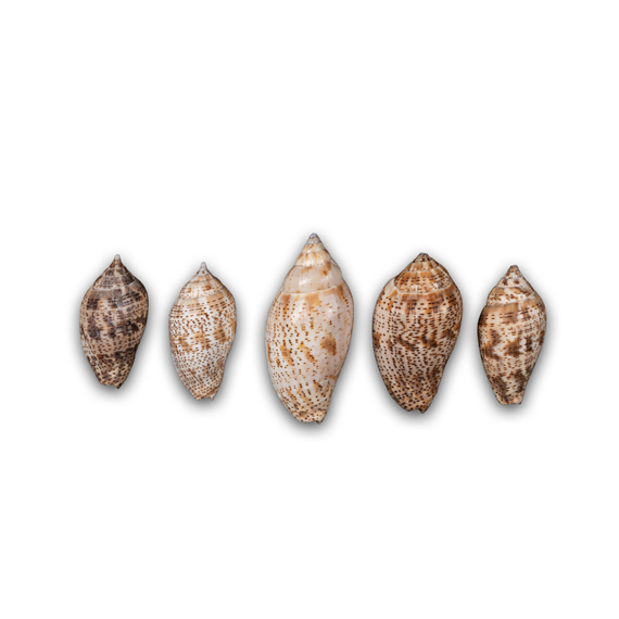 Kuruvi (12 Pieces)
