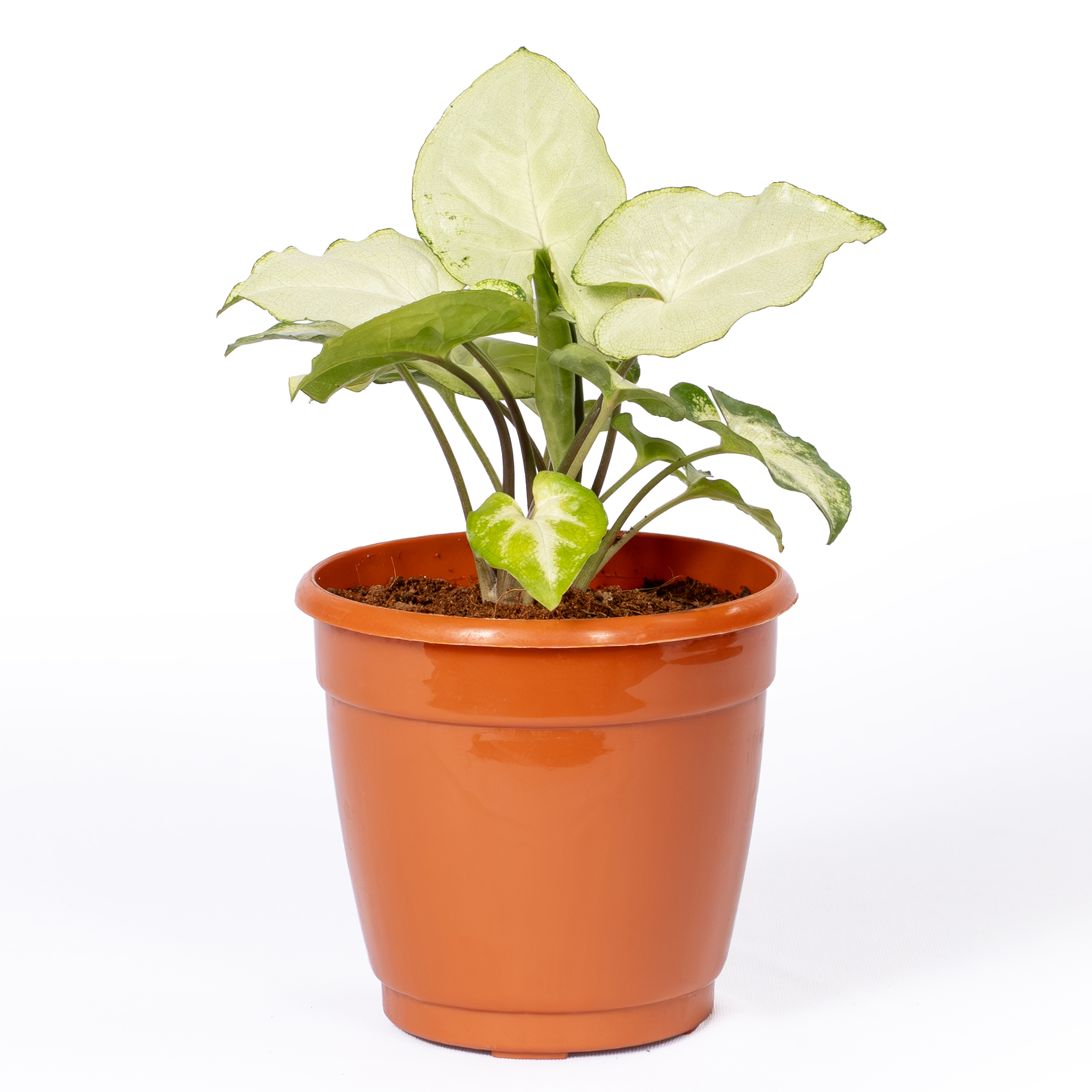 Syngonium White Butterfly