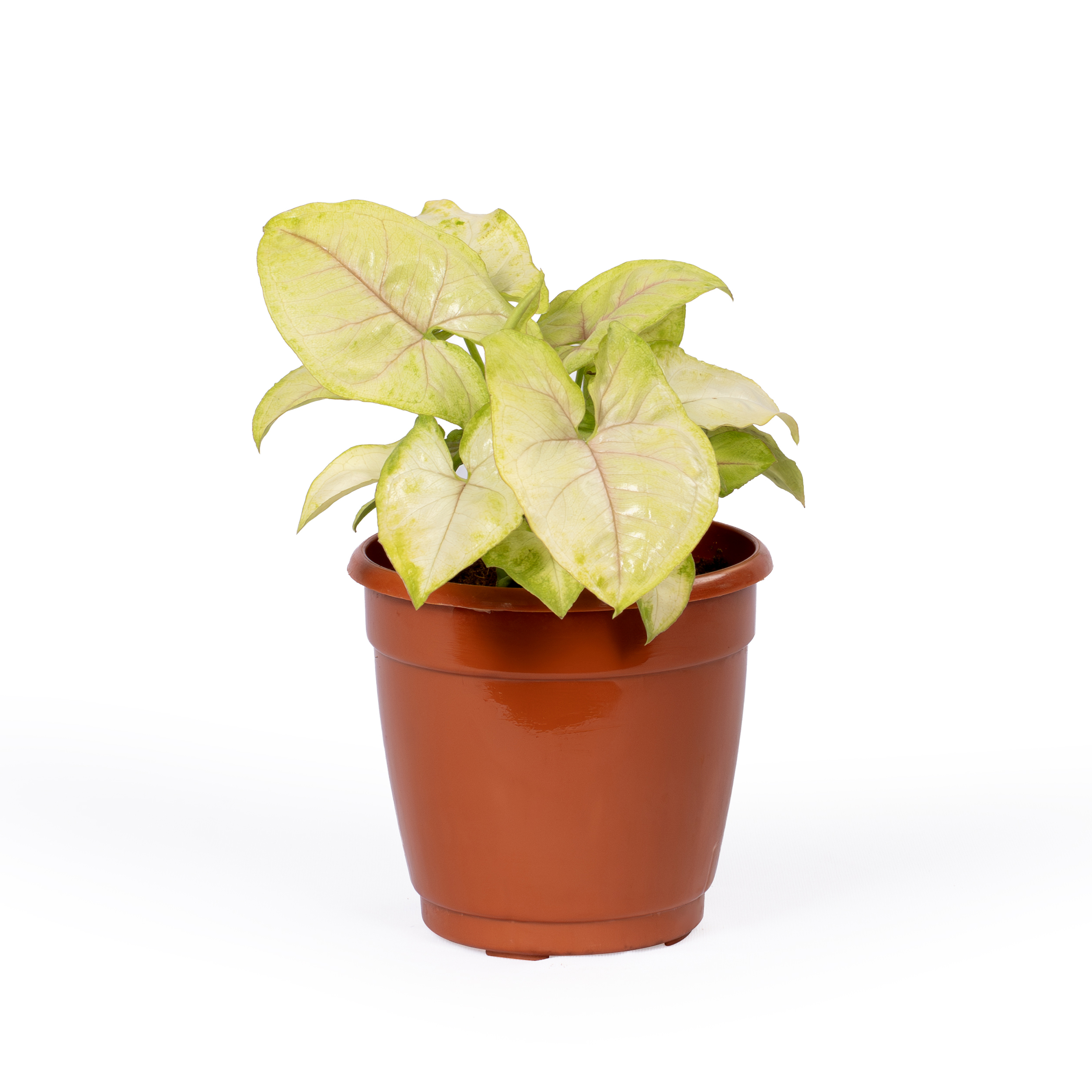 Syngonium Cream Allusion