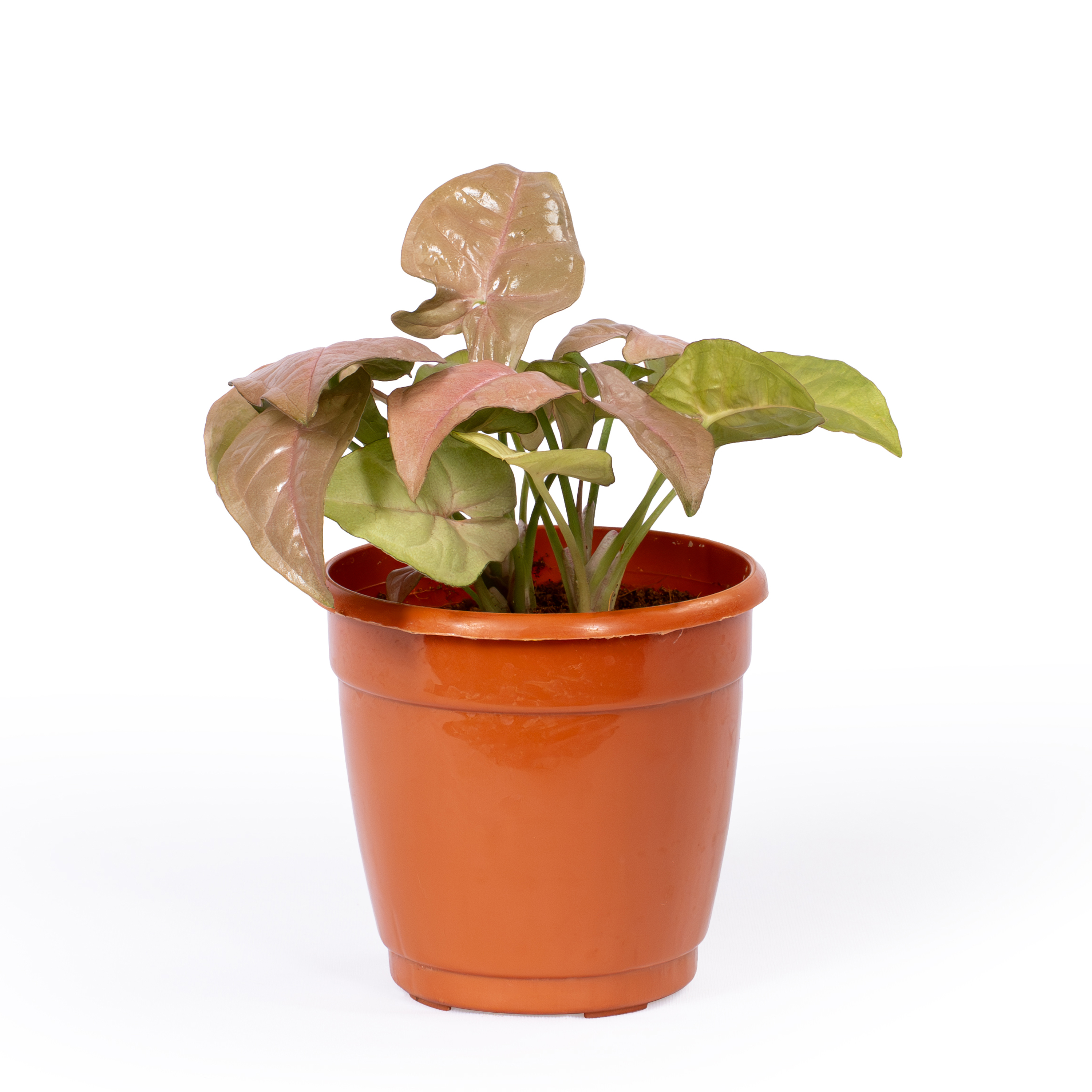Syngonium Pink Allusion