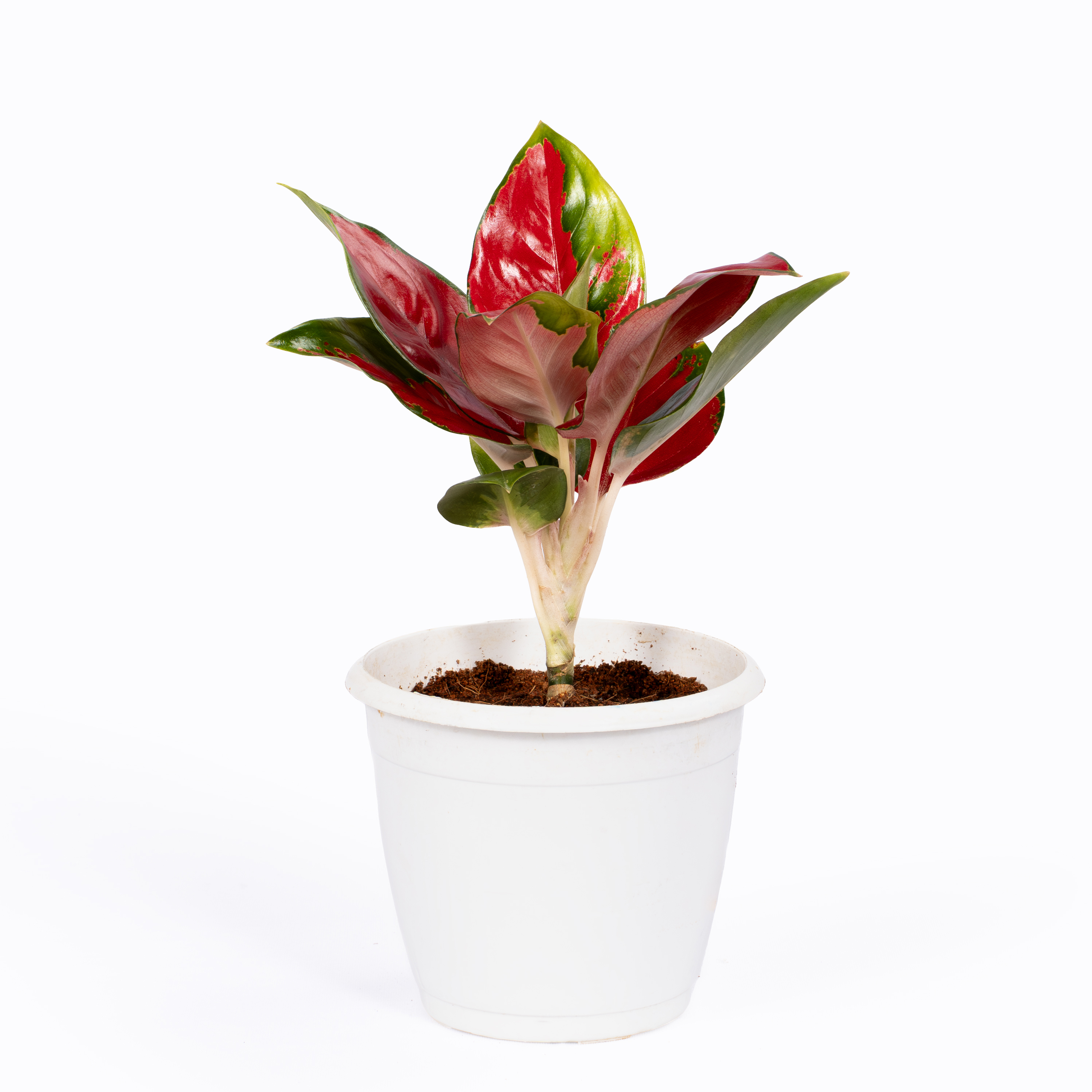 Thailand Red Aglaonema