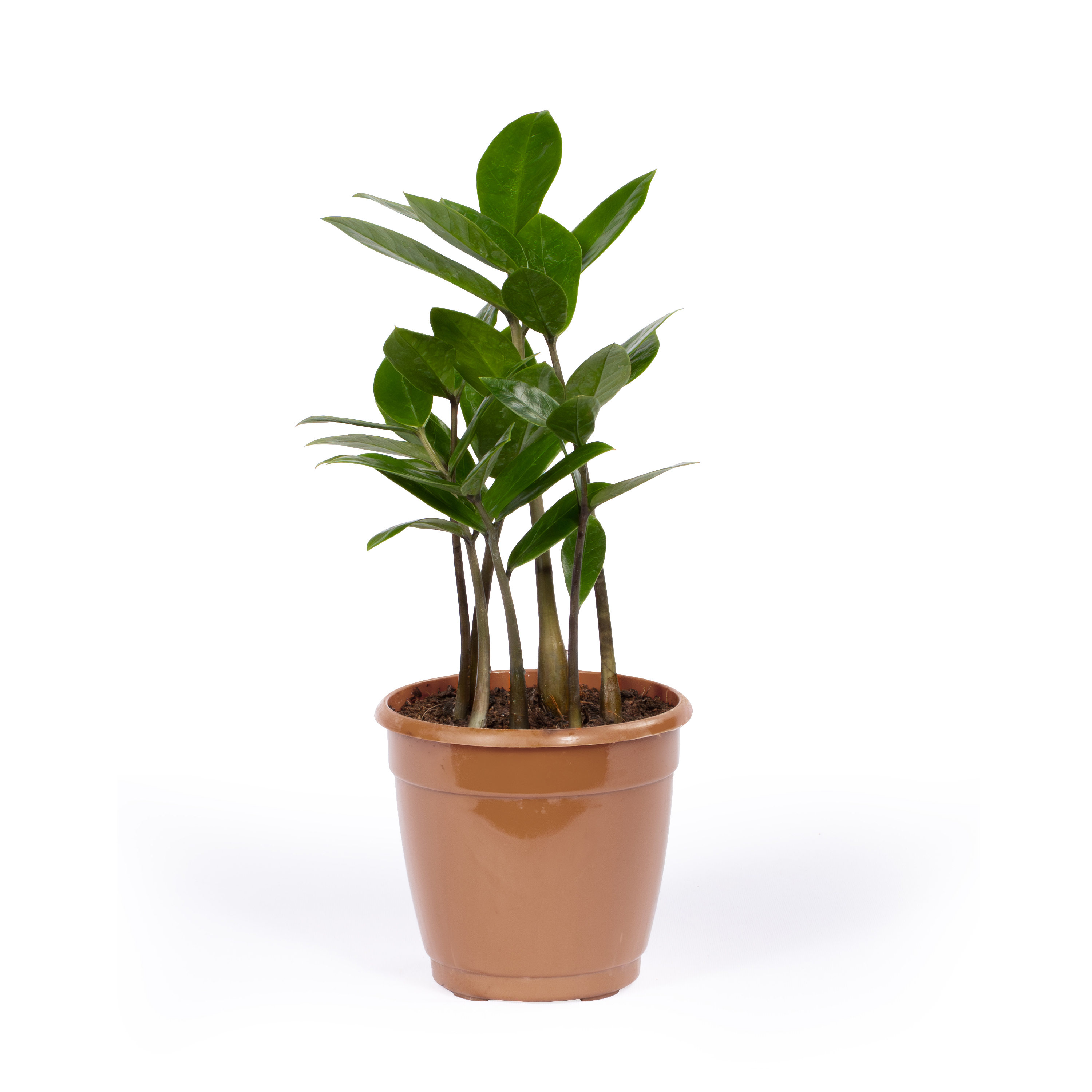 ZZ Plant