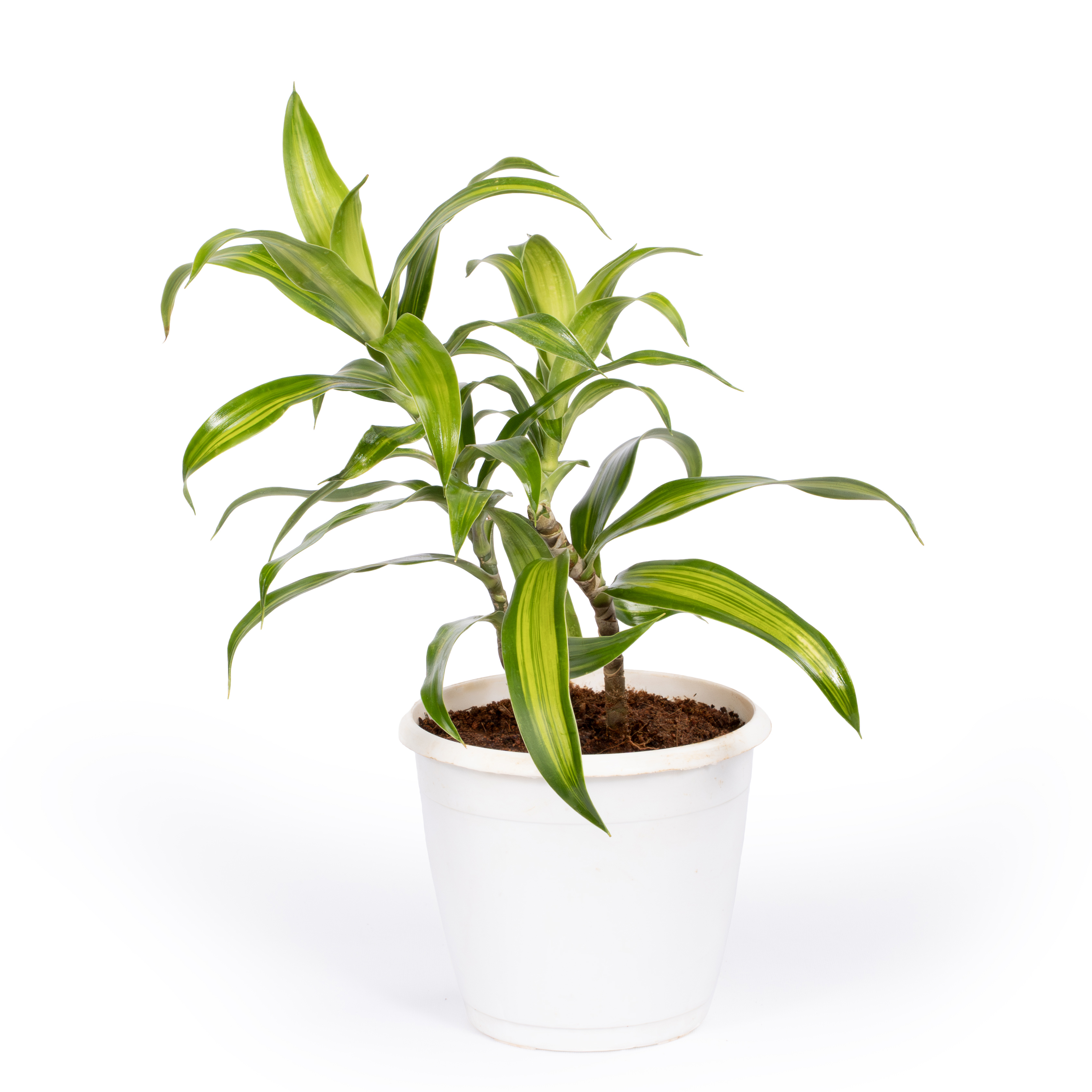 Lucky Bamboo