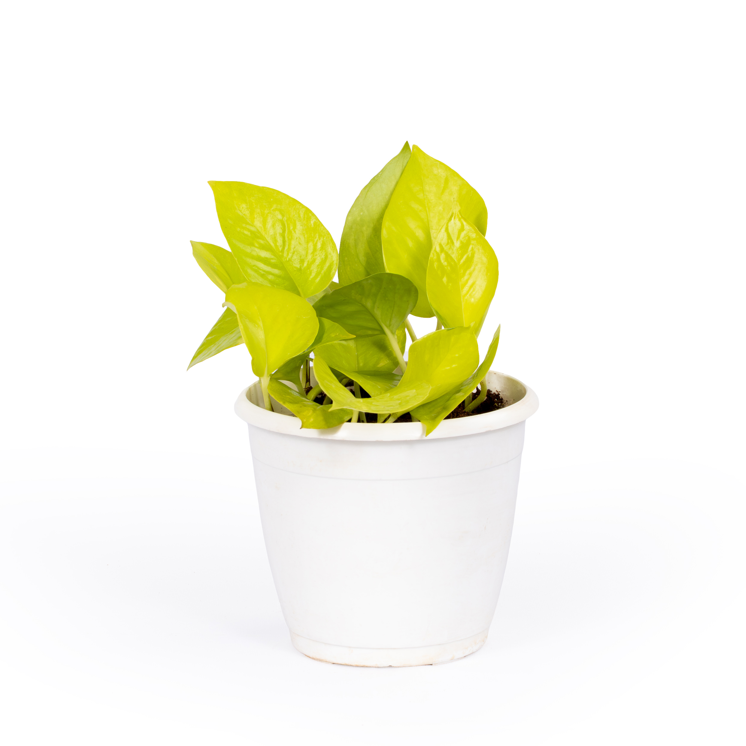 Golden Money Plant
