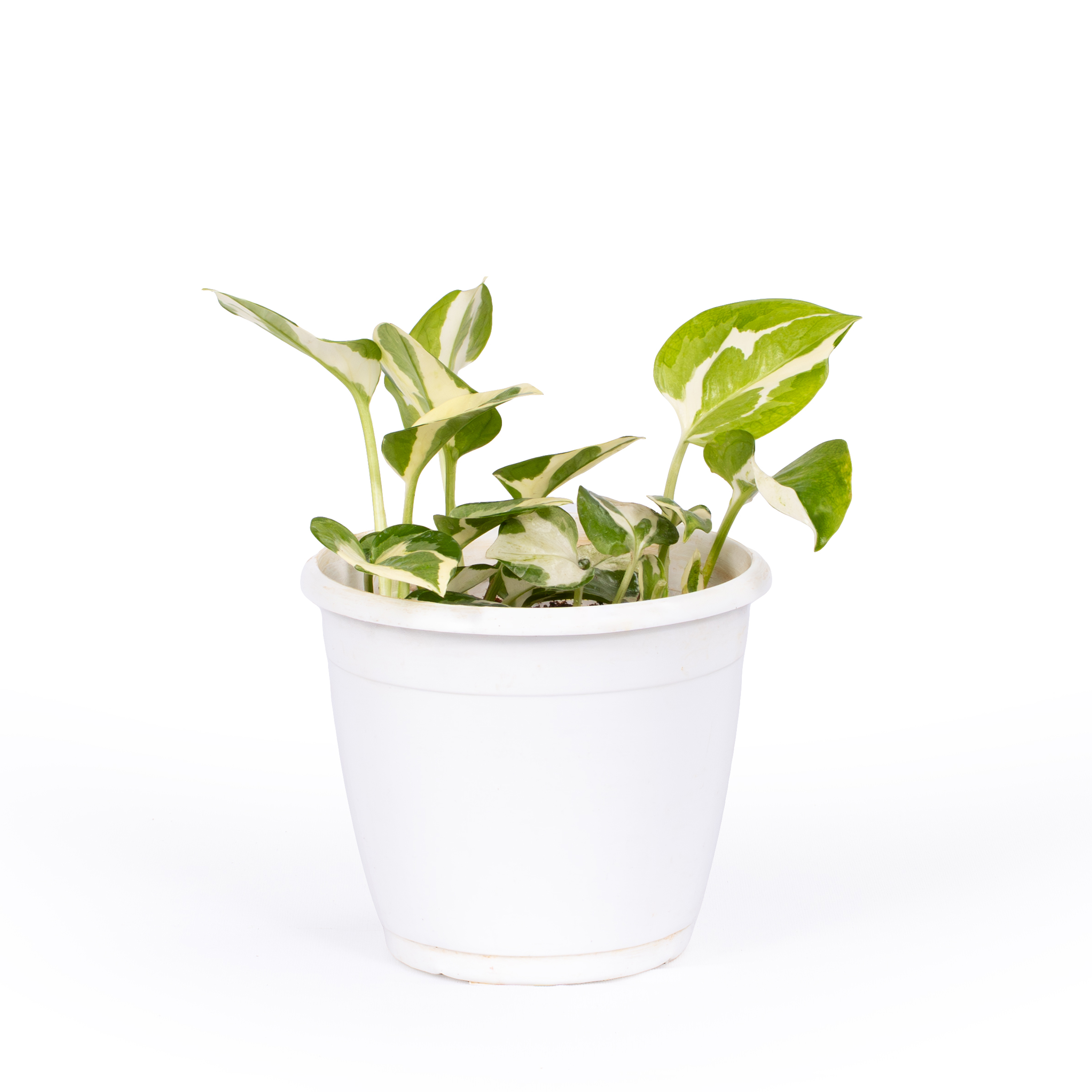 Money Plant (Marble Queen)