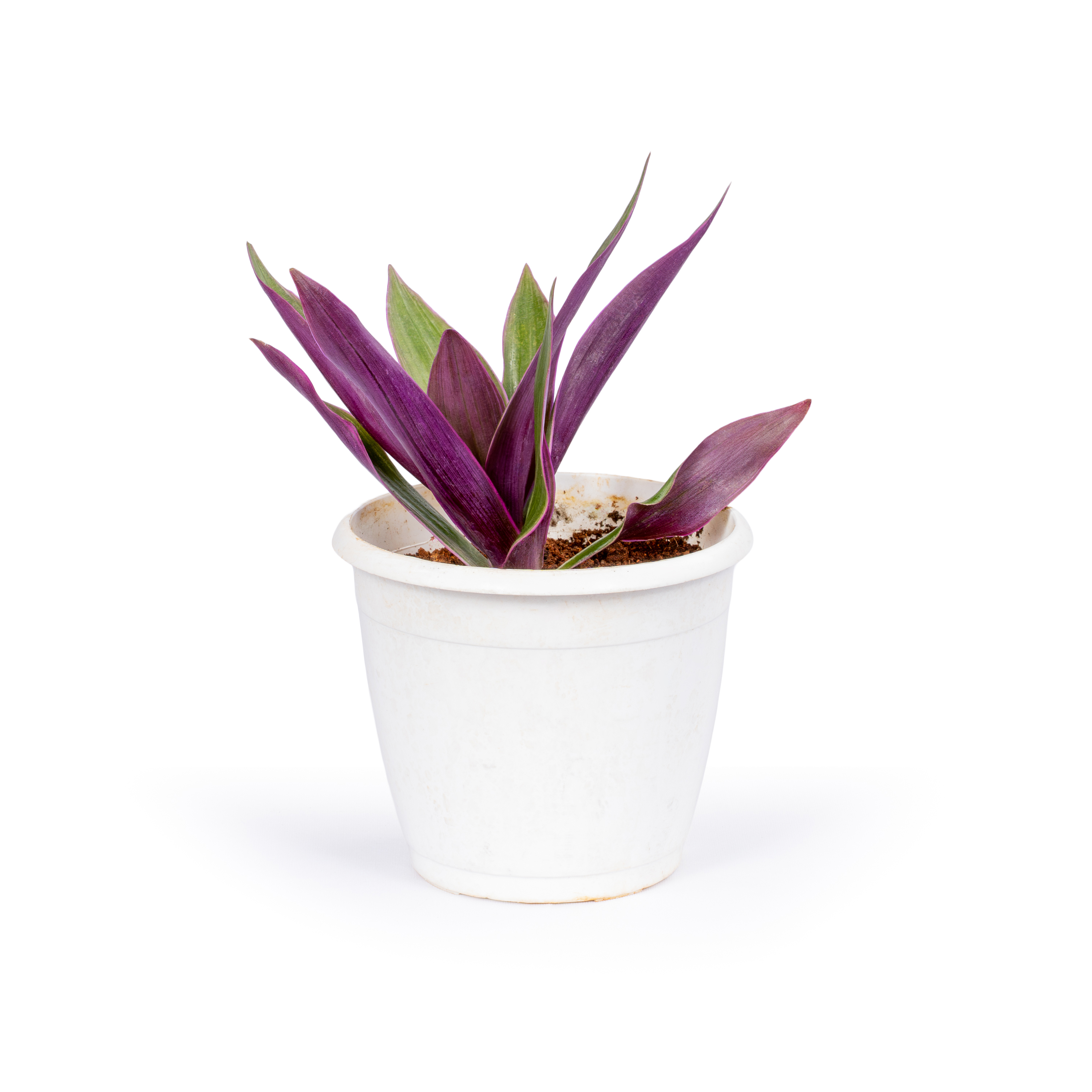 Rhoeo Purple