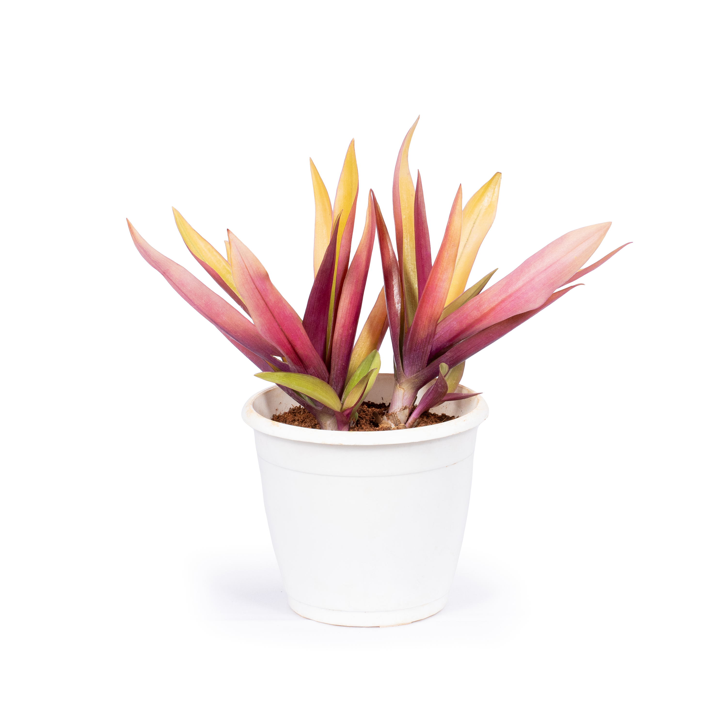Product view 3
