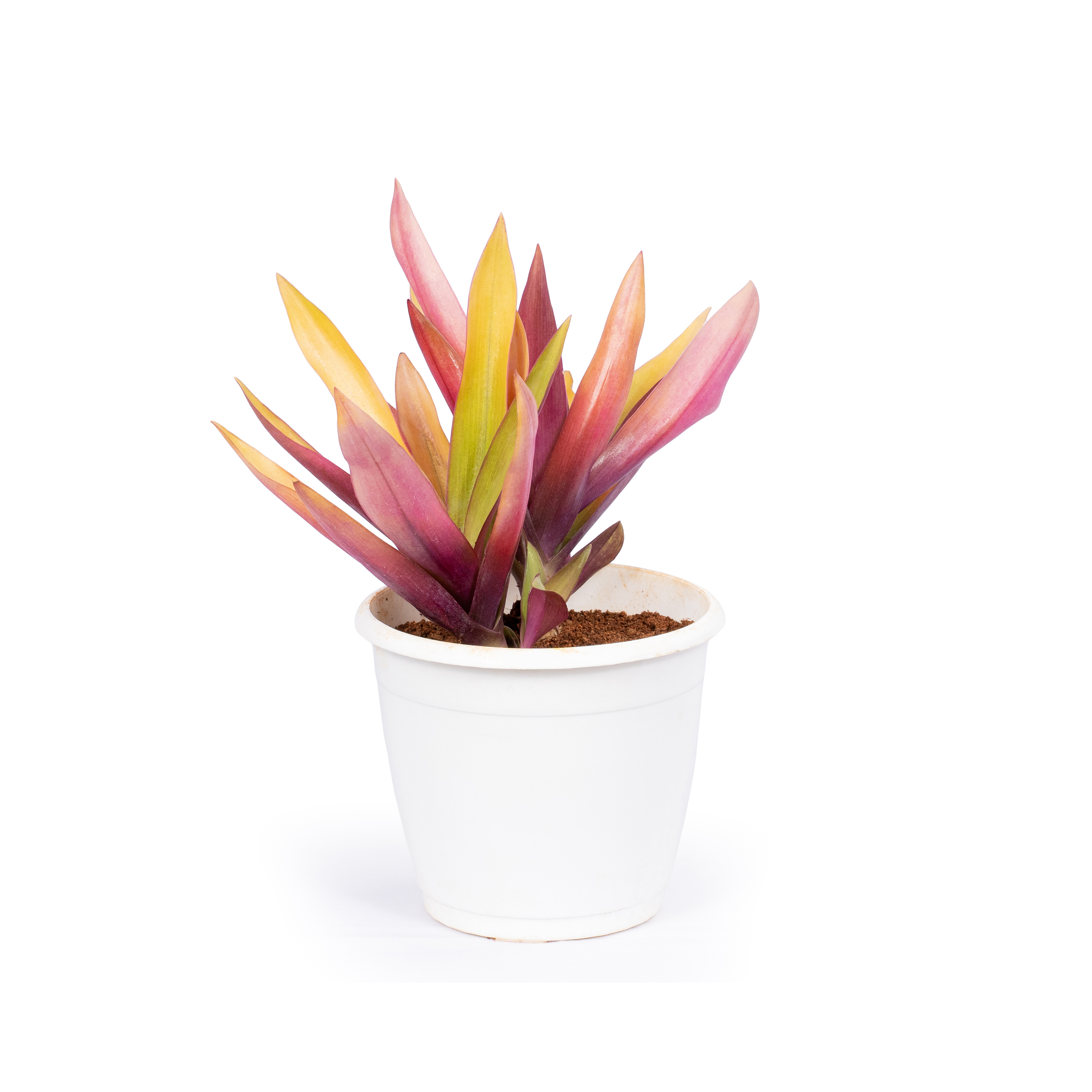 Product view 4