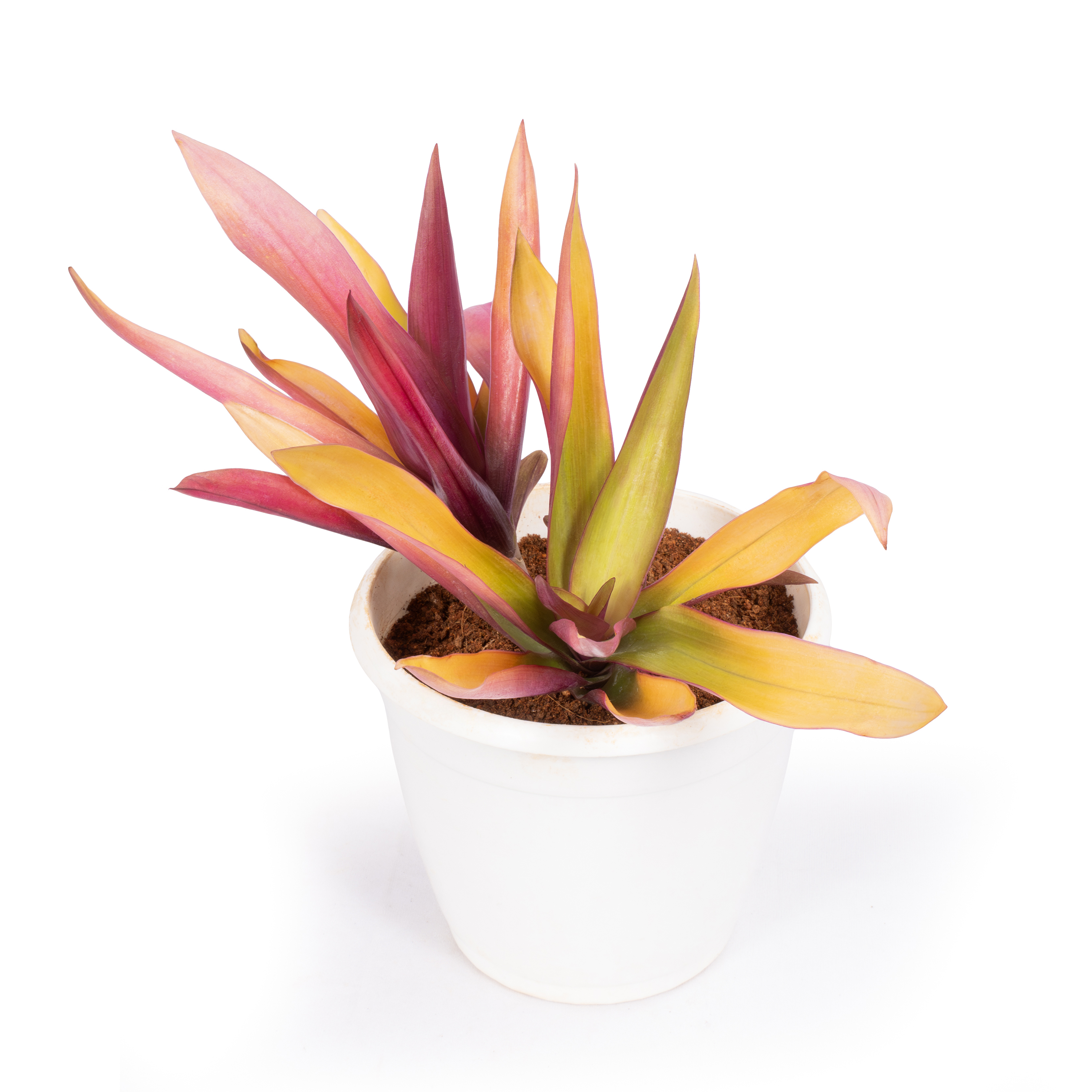 Product view 6