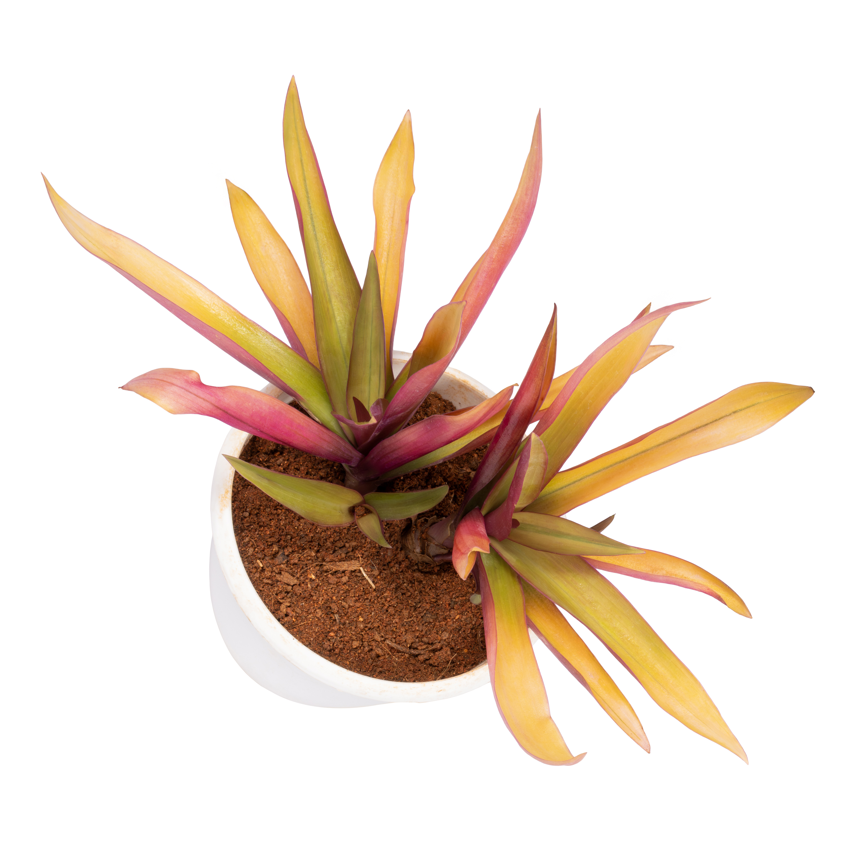 Product view 5