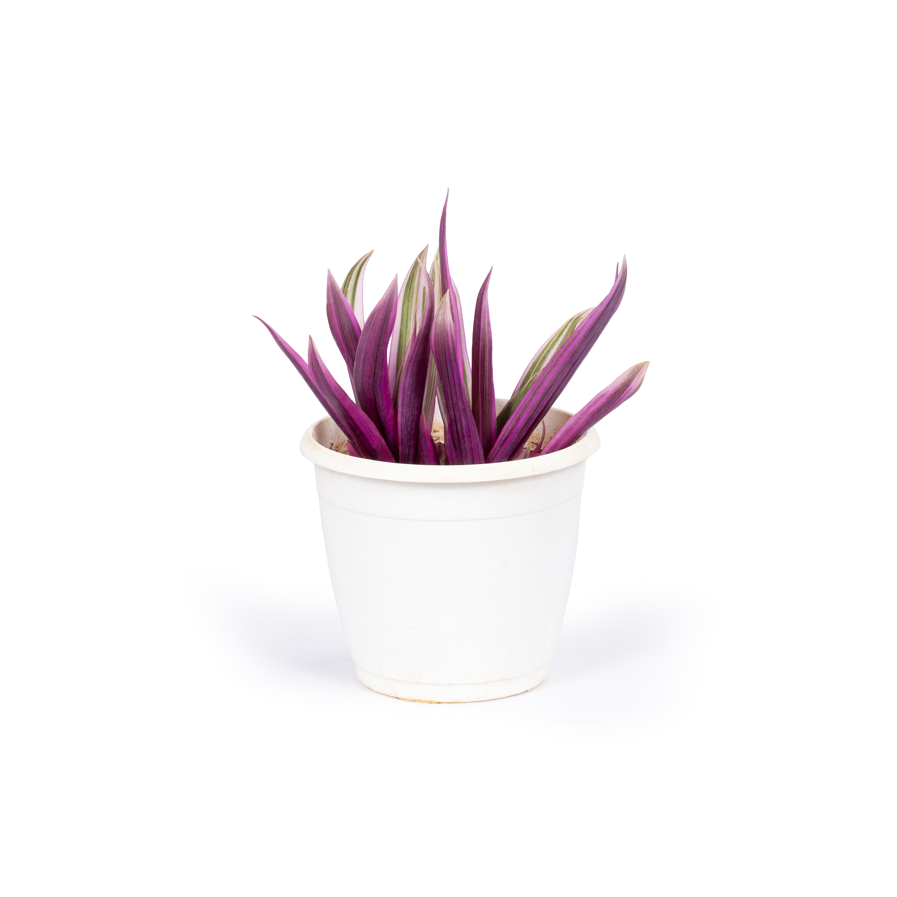 Rhoeo Pink