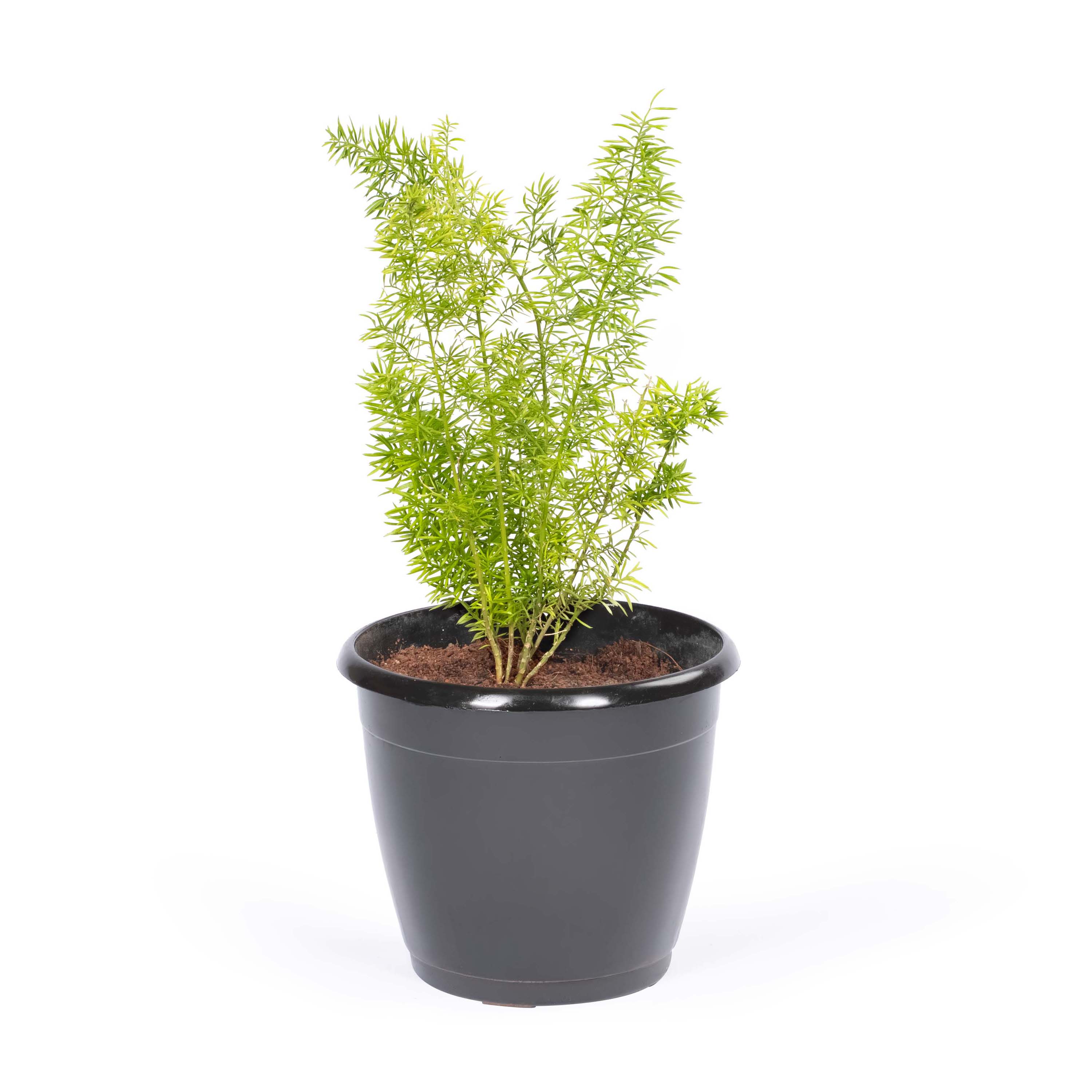 Asparagus Mary