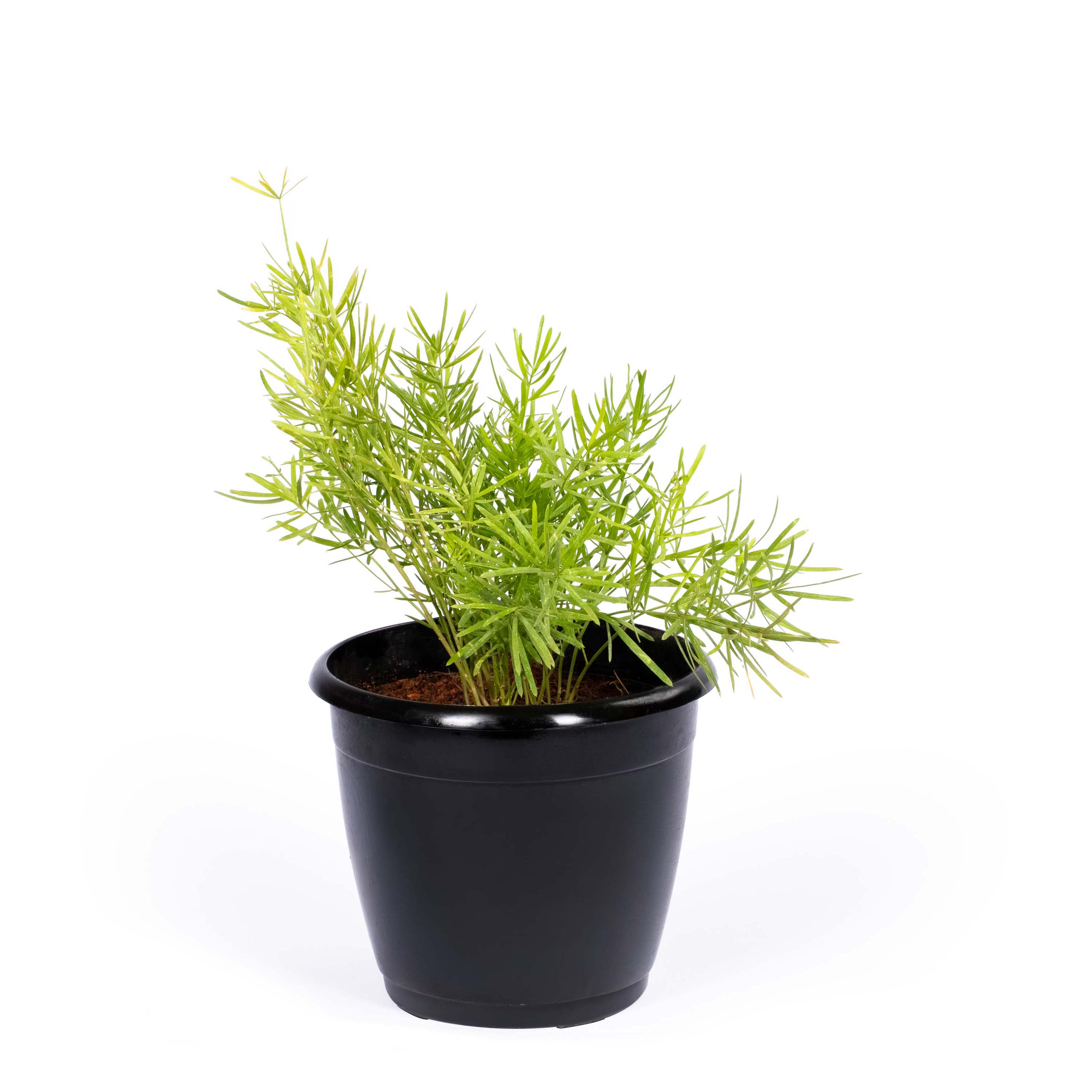 Sprengeri Fern