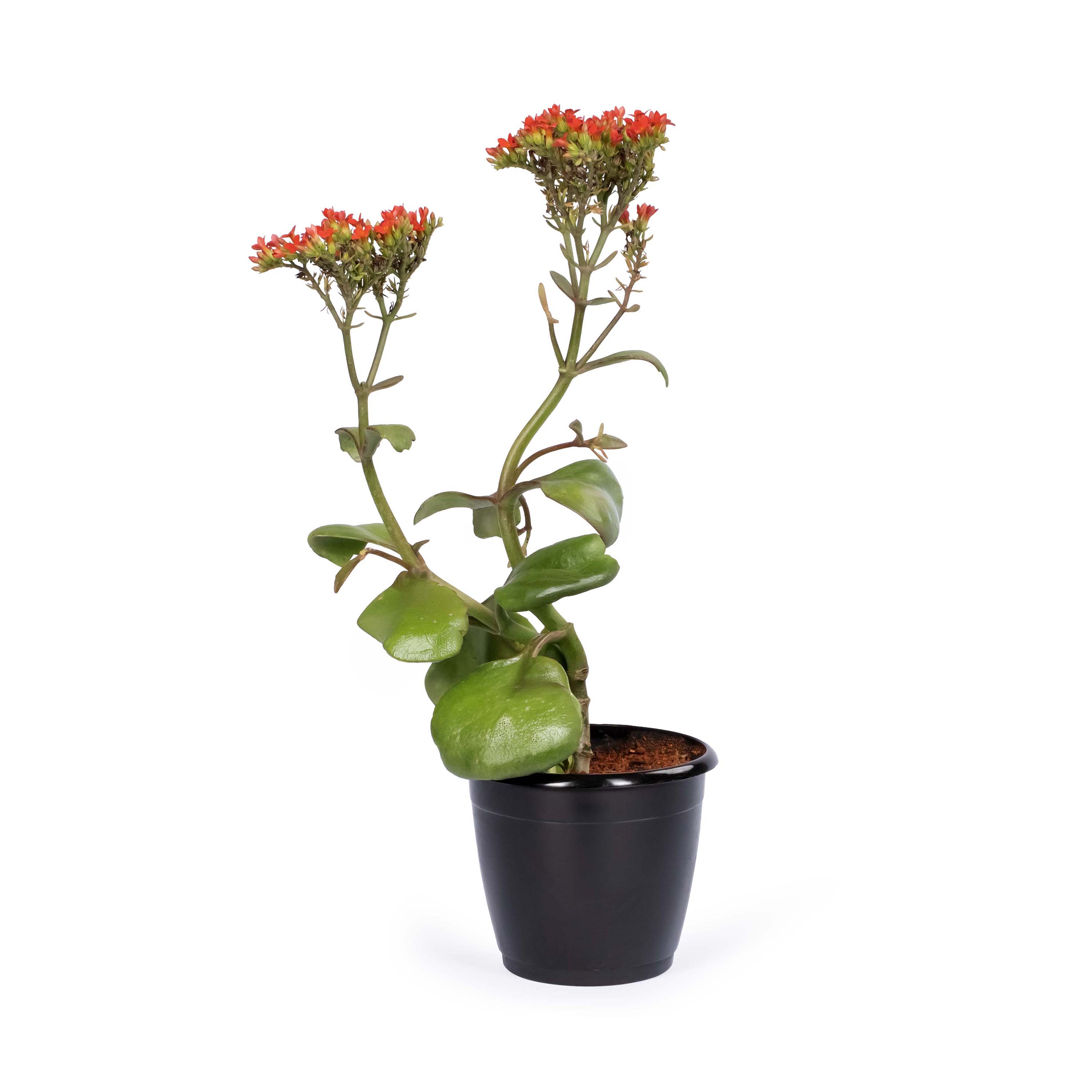 Kalanchoe