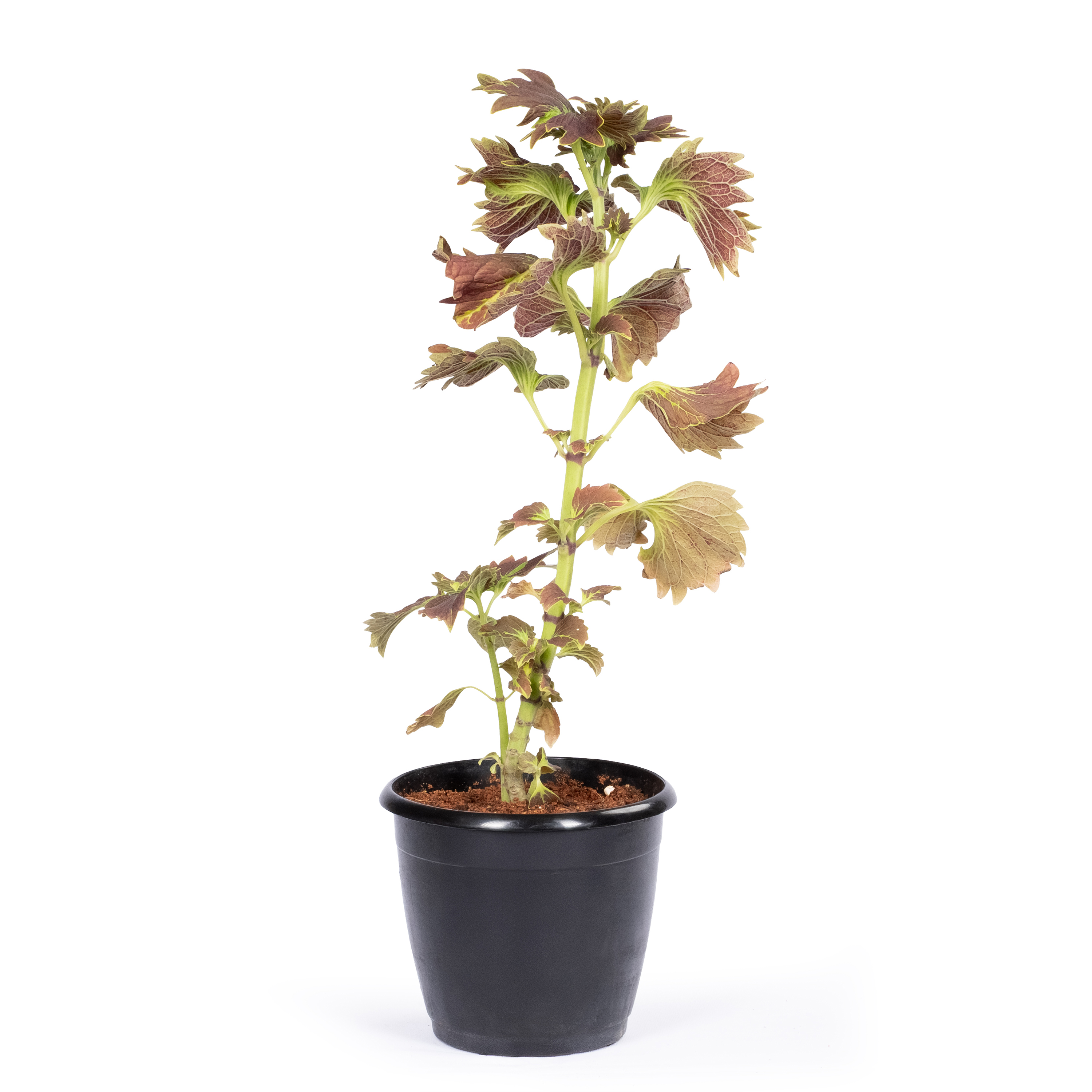 Product view 3