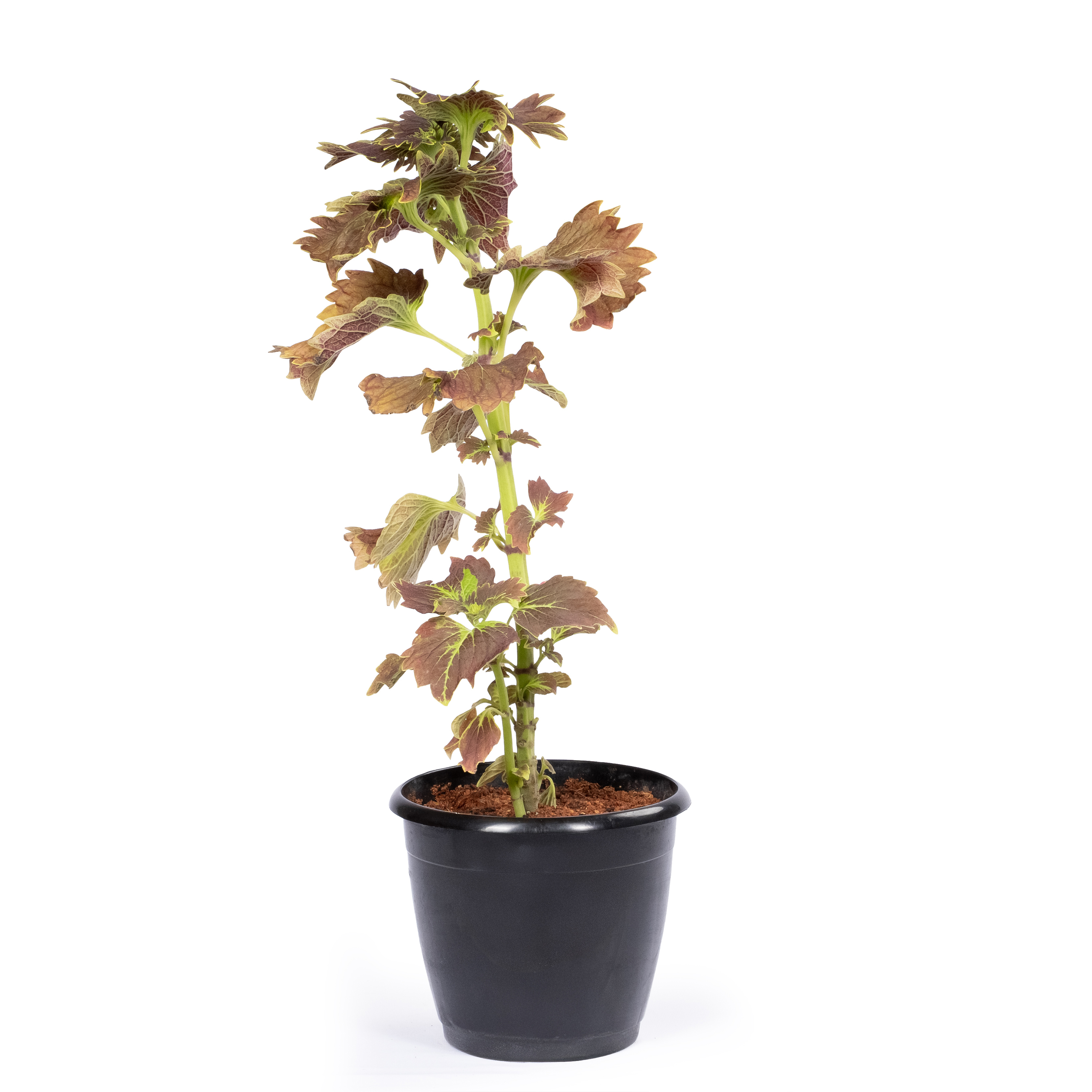 Product view 4