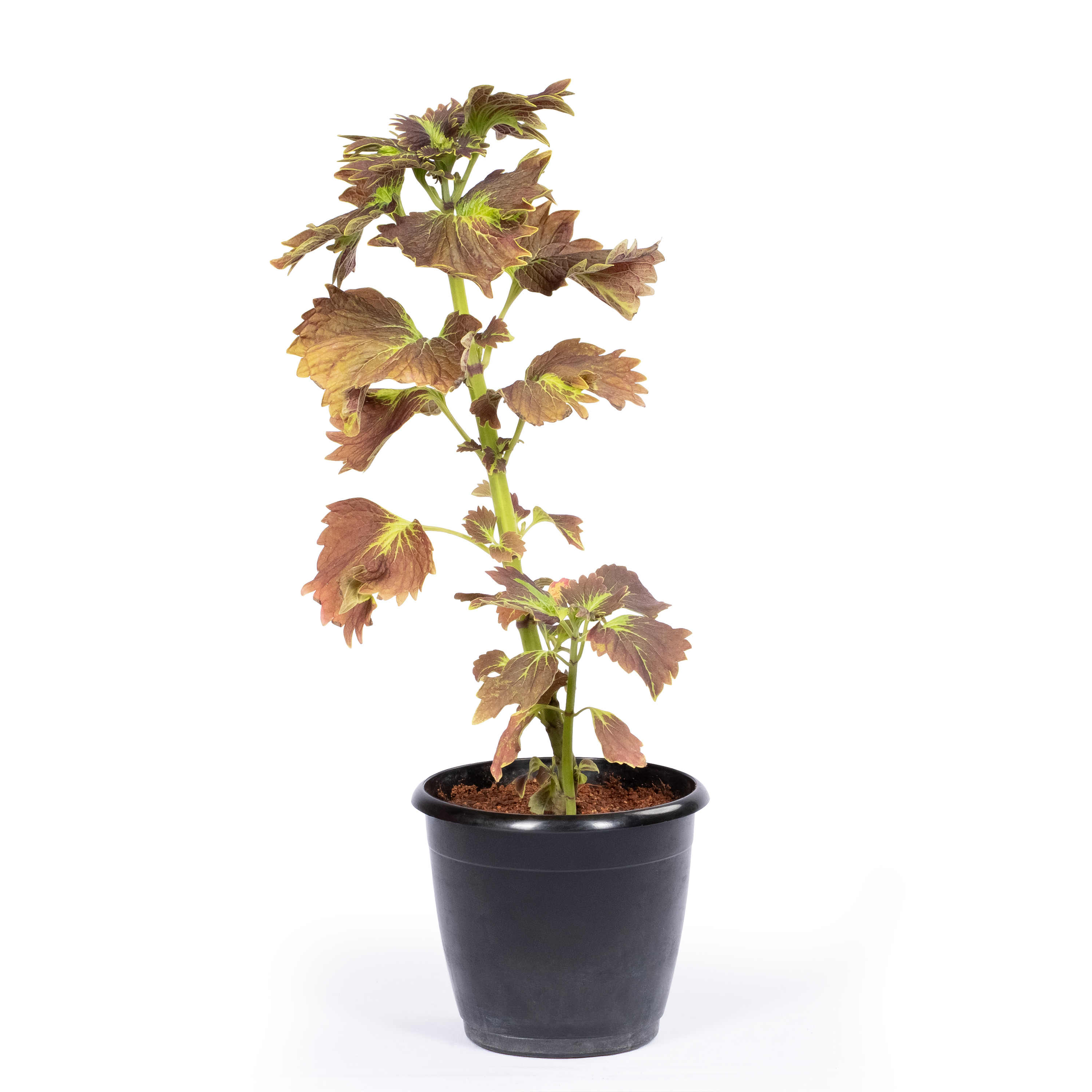 Coleus Variegated