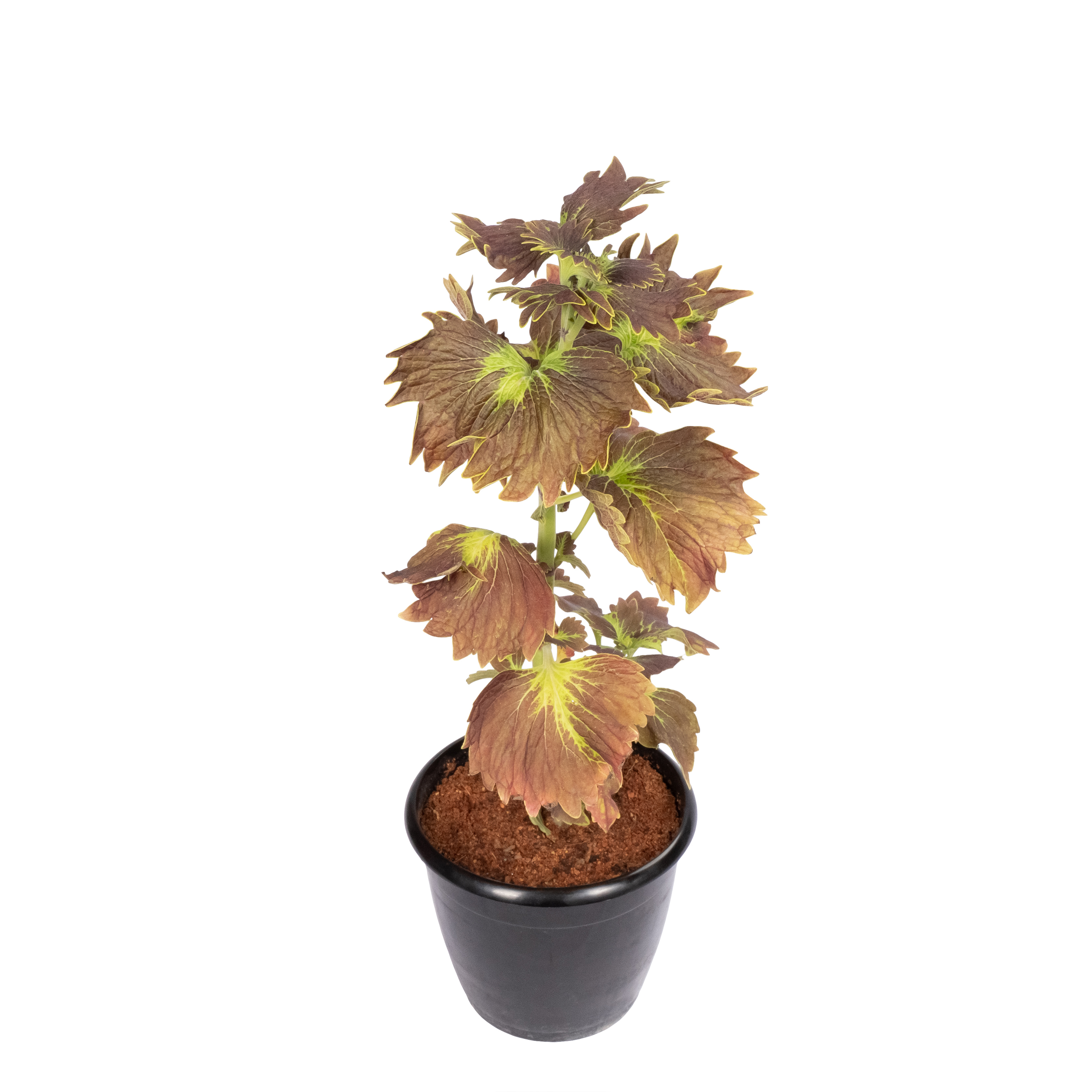 Product view 6