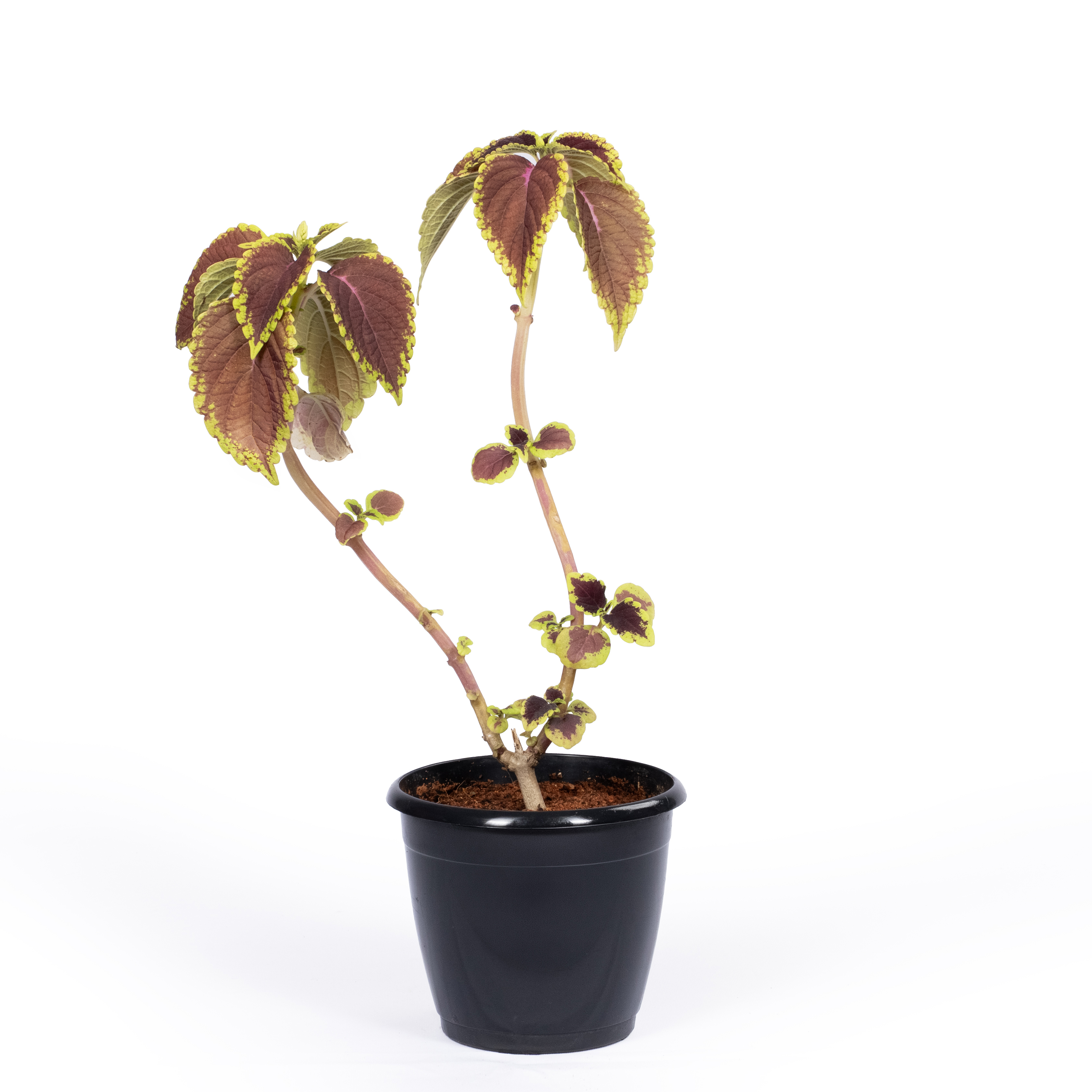Coleus