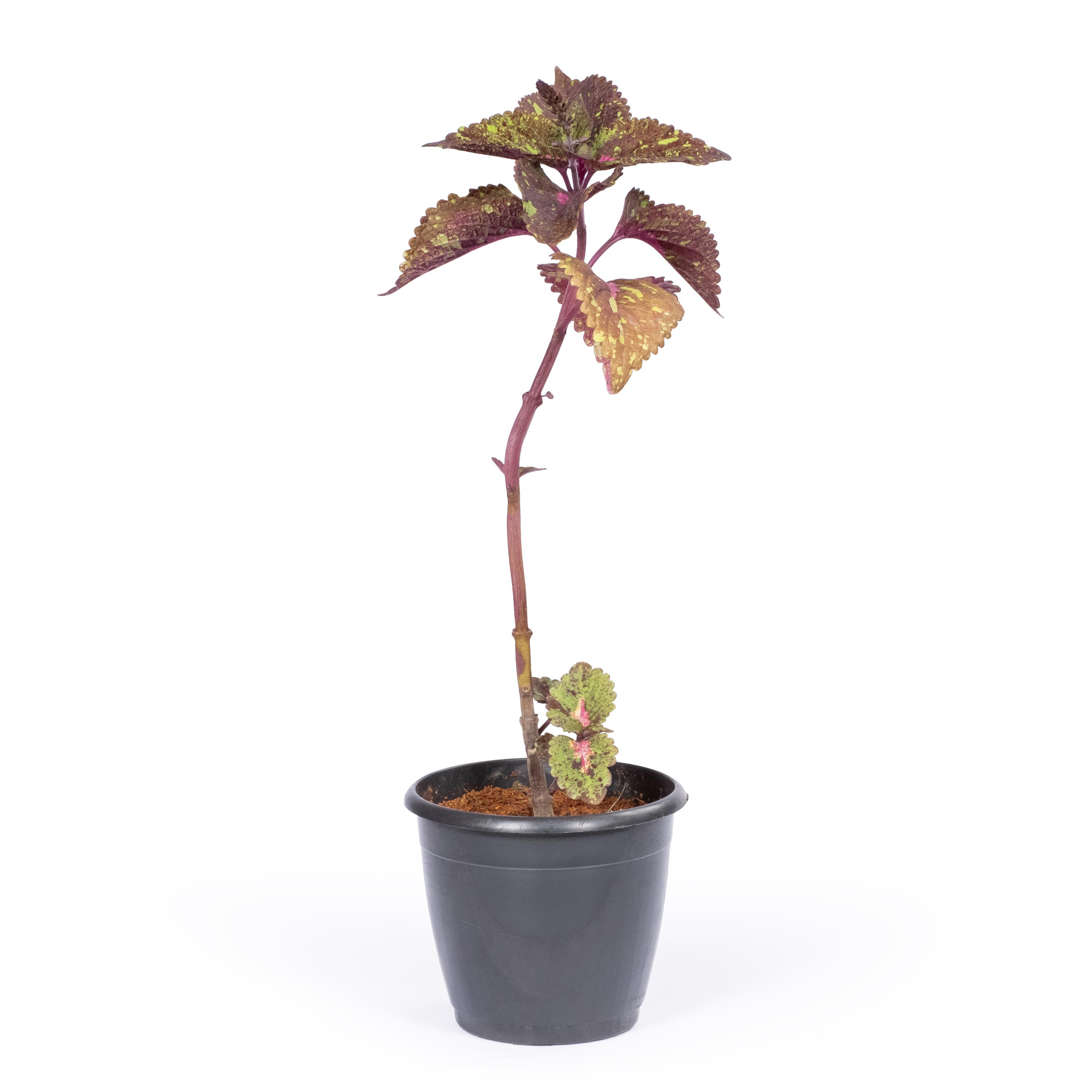 Ornamental Coleus