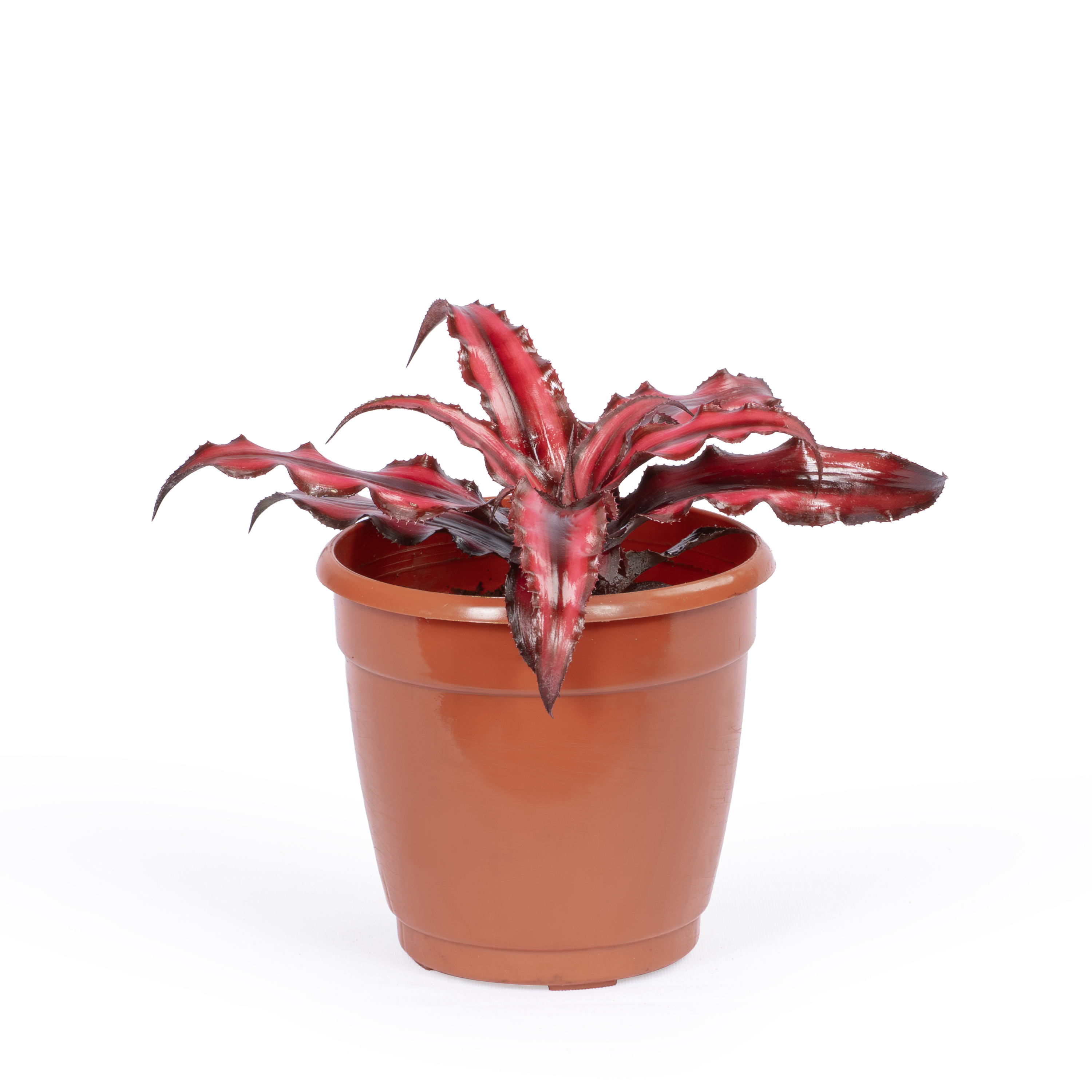 Cryptanthus Red Star