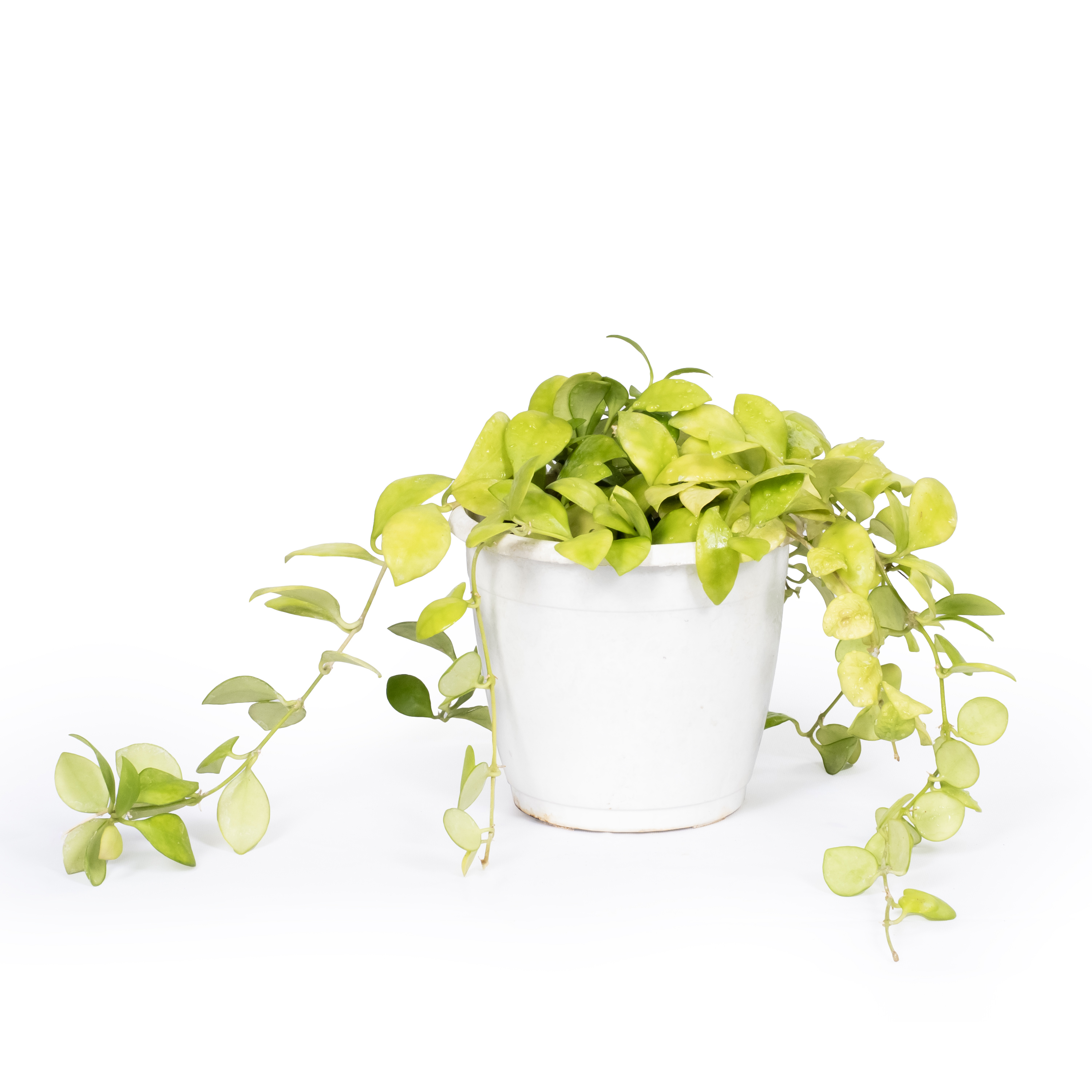 Dischidia