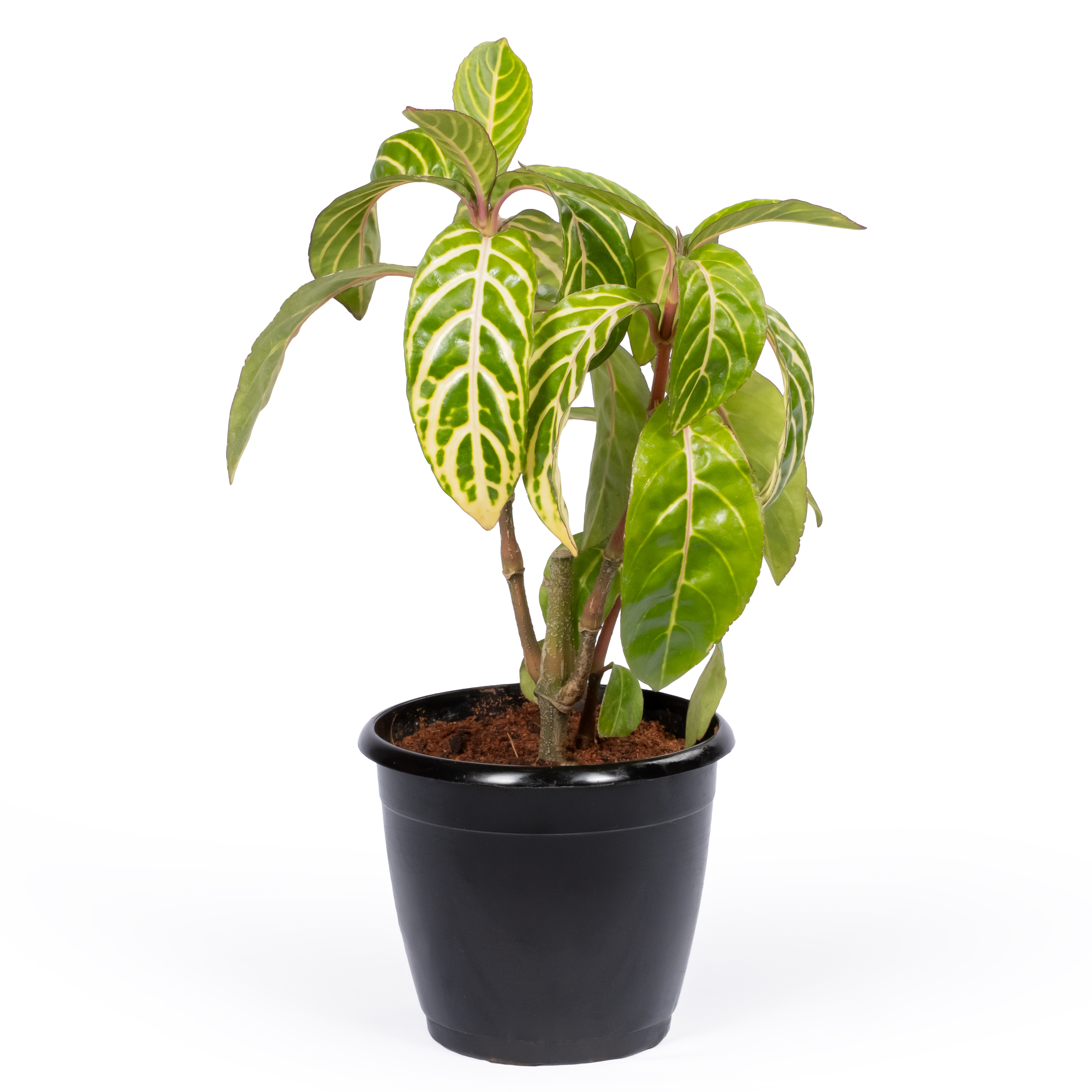 Zebra Plant