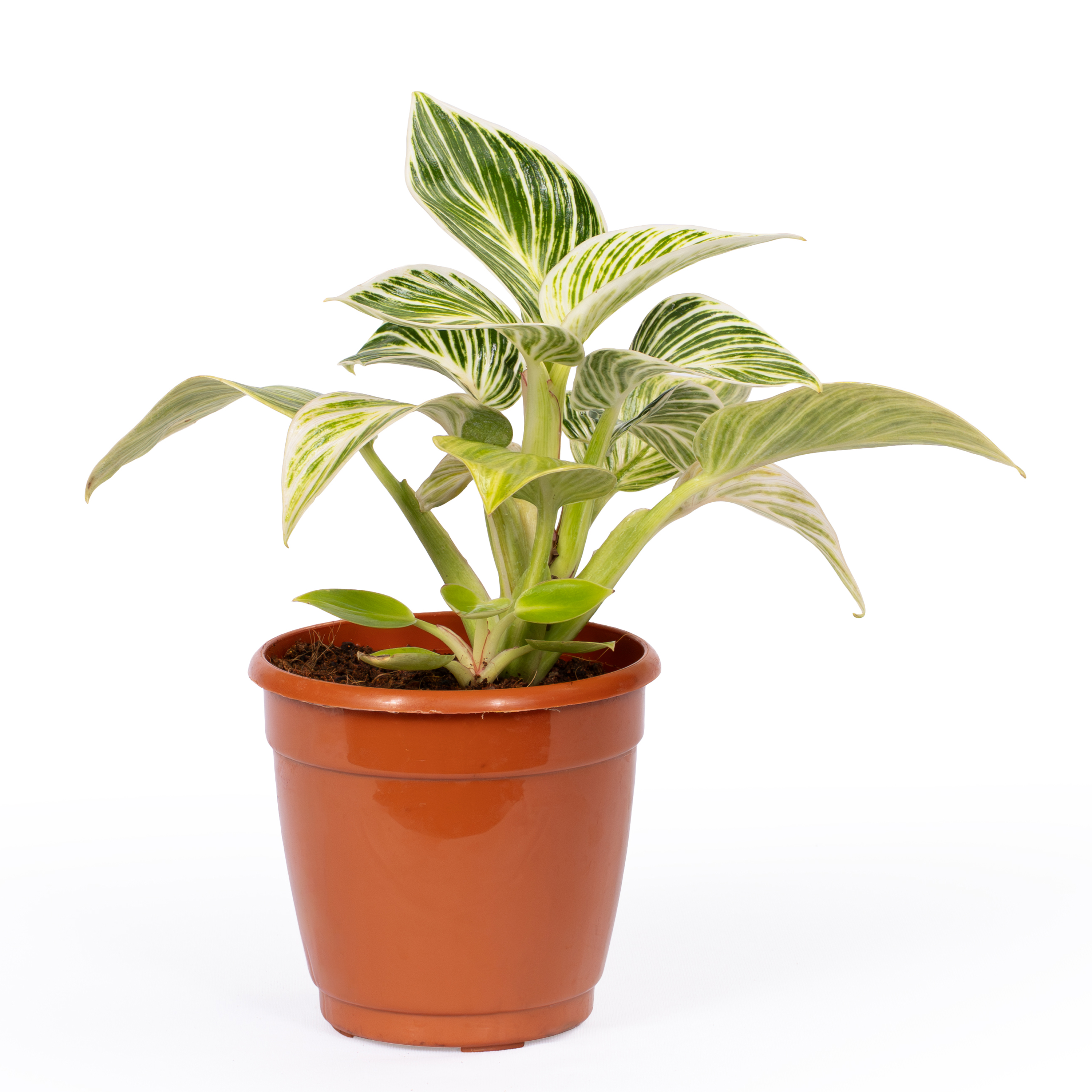 Philodendron Birkin