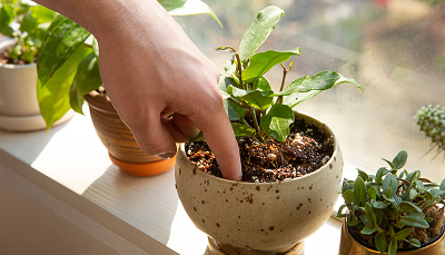 Essential Plant Care Tips